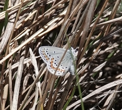 Plebejus melissa
