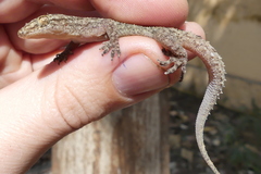 Hemidactylus kushmorensis