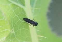 Agrilaxia flavimana