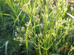 Eremogone longifolia