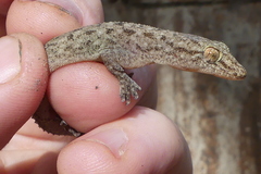 Hemidactylus kushmorensis