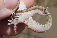 Hemidactylus kushmorensis