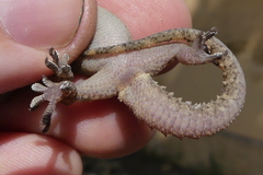 Hemidactylus kushmorensis