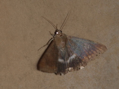 Achaea janata