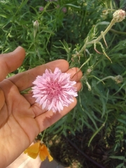 Centaurea cyanus