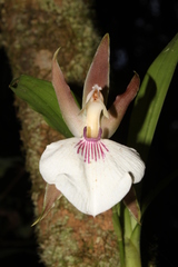 Zygosepalum labiosum