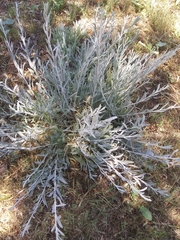 Artemisia cana