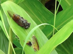 Cryptotympana mandarina