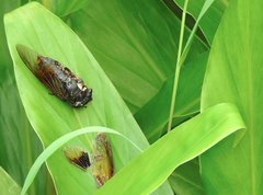 Cryptotympana mandarina