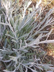 Artemisia cana