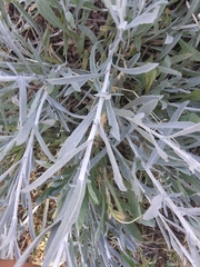 Artemisia cana