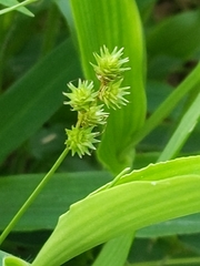 Carex sparganioides