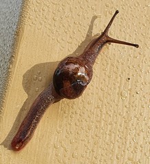 Stanisicarion freycineti