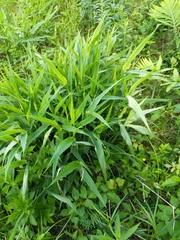 Carex sparganioides