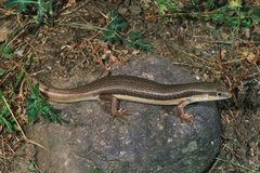 Eumeces schneiderii princeps