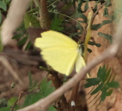 Eurema hecabe solifera
