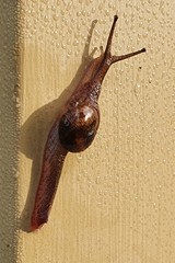 Stanisicarion freycineti