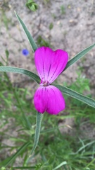 Agrostemma githago