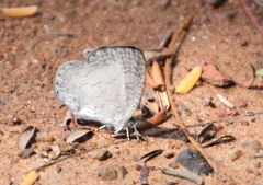 Spalgis lemolea lemolea