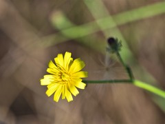 Crepis fraasii