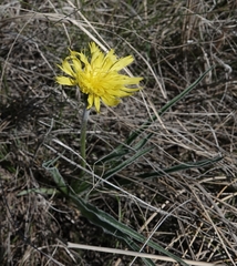 Nothocalais cuspidata