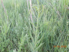 Veronica spuria
