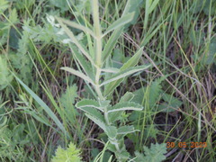 Veronica spuria