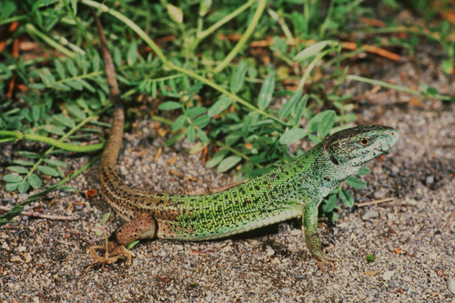 Caspian Green Lizard