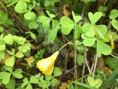 Oxalis suksdorfii