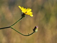 Crepis fraasii
