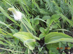 Plantago maxima