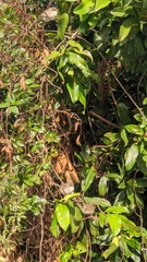 Malurus