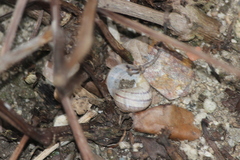 Cornu aspersum