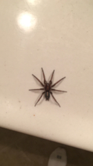 Herpyllus propinquus