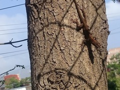 Anolis megapholidotus