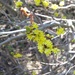Bog Spicebush - Photo (c) Grant Parkins, some rights reserved (CC BY-NC), uploaded by Grant Parkins