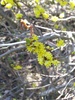 Bog Spicebush - Photo (c) Grant Parkins, some rights reserved (CC BY-NC), uploaded by Grant Parkins