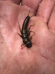 Hesperoperla pacifica