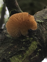 Fungi