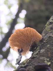 Fungi