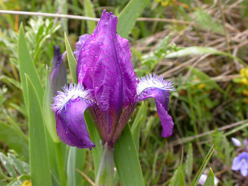Iris furcata M.Bieb.