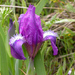 Iris furcata - Photo (c) Roberto Sindaco, algunos derechos reservados (CC BY-NC-SA), subido por Roberto Sindaco