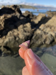 Micrelenchus purpureus