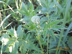 Filipendula stepposa