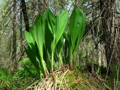 Allium microdictyon