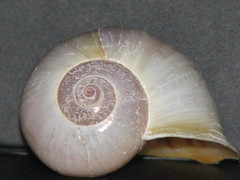 Pomacea flagellata