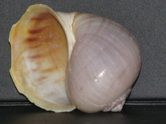 Pomacea flagellata