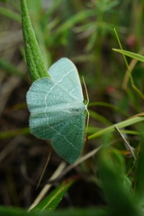 Phaiogramma etruscaria