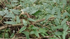 Smilax riparia