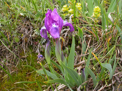 Iris furcata